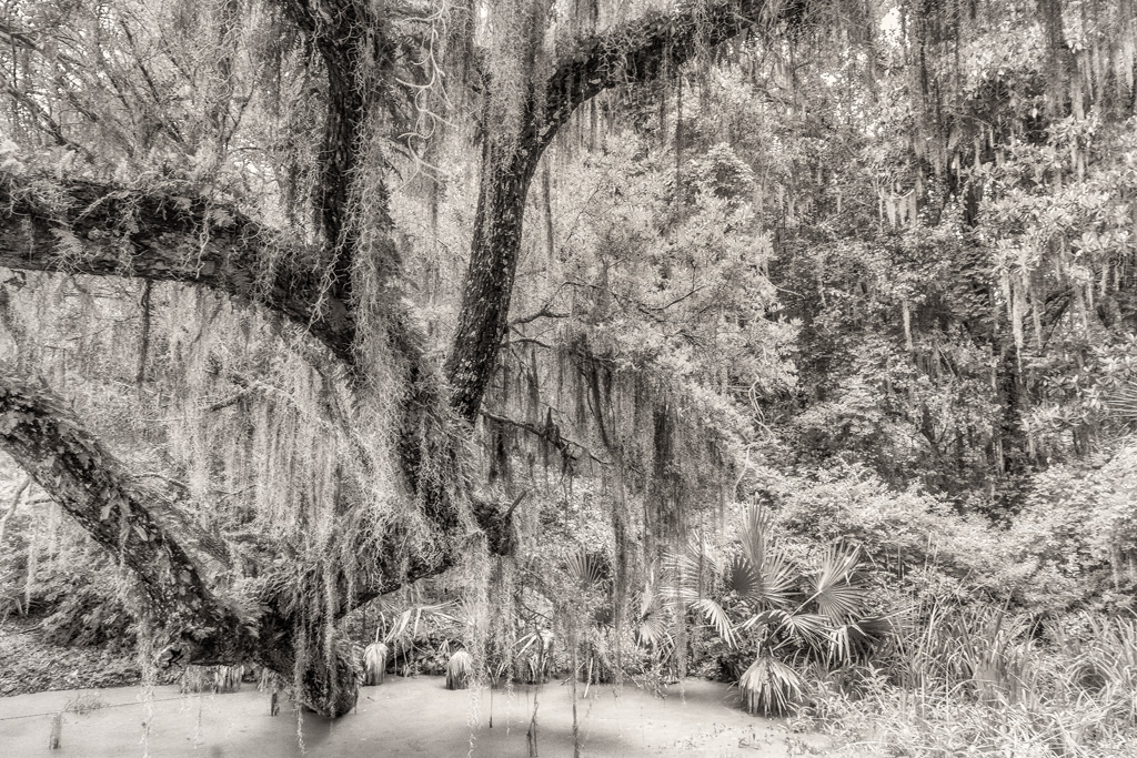 OB_Jon_Gordon_Spanish_Moss Candlewood Camera Club